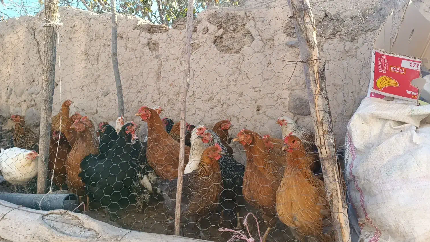 مرغ و بوقلمون محلی|حیوانات مزرعه|کوثر, |دیوار