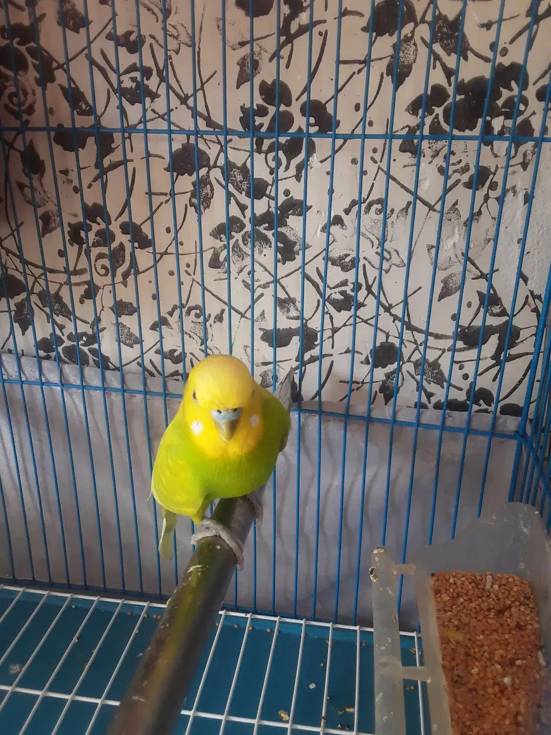 مرغ عشق و فنچ سهره خاکی|پرنده|قرچک, زیبا شهر|دیوار