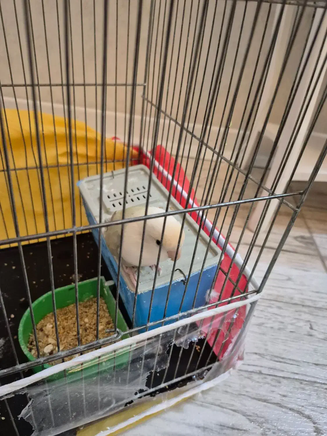 کوتوله برزیلی سفید|پرنده|مشهد, ادیب نیشابوری (شهرک غرب)|دیوار