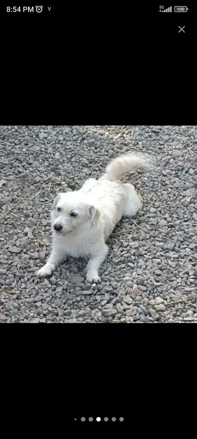 واگذاری سگ|سگ|رشت, معلم|دیوار