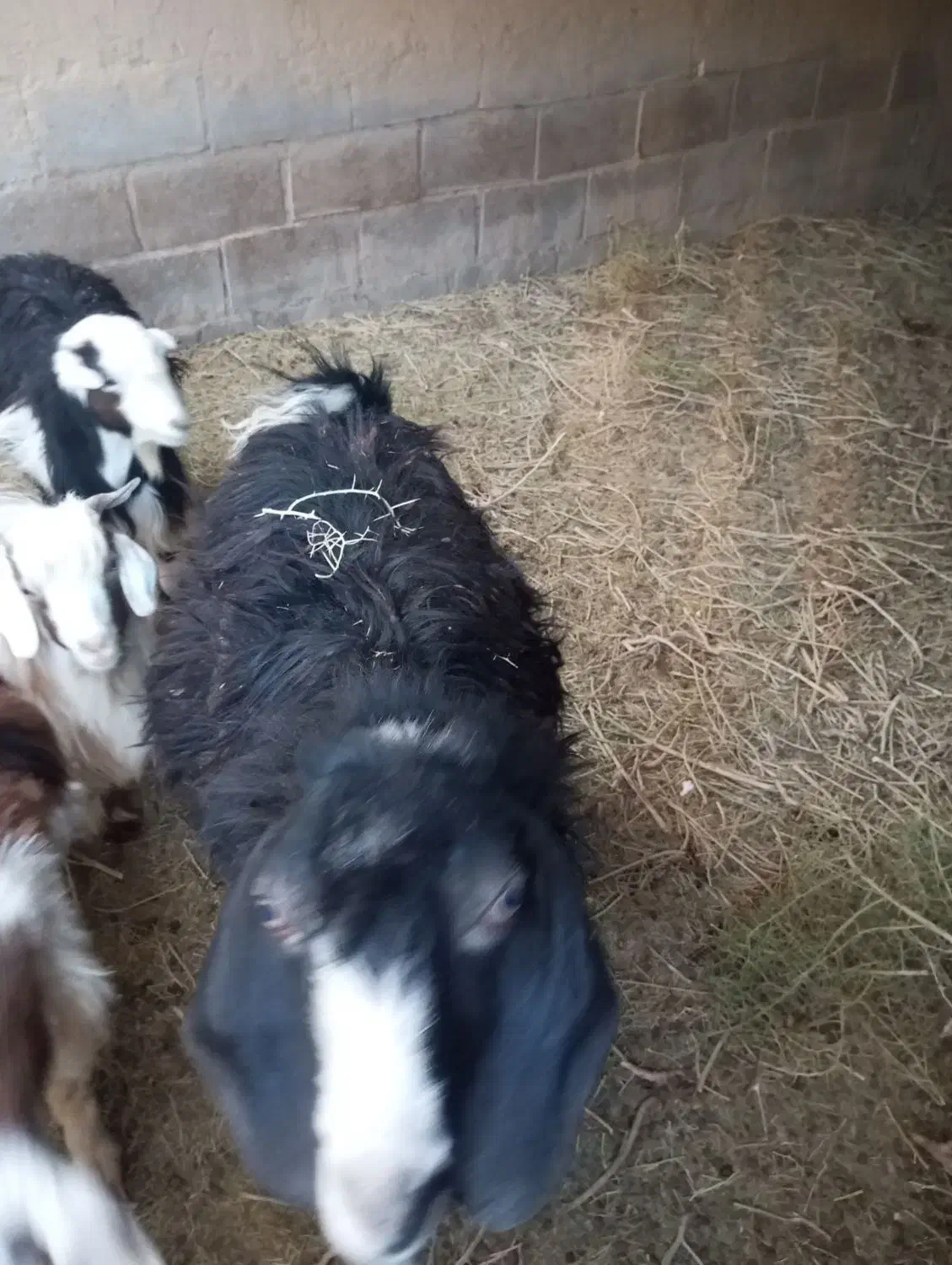 بز نر|حیوانات مزرعه|هیرمند, |دیوار