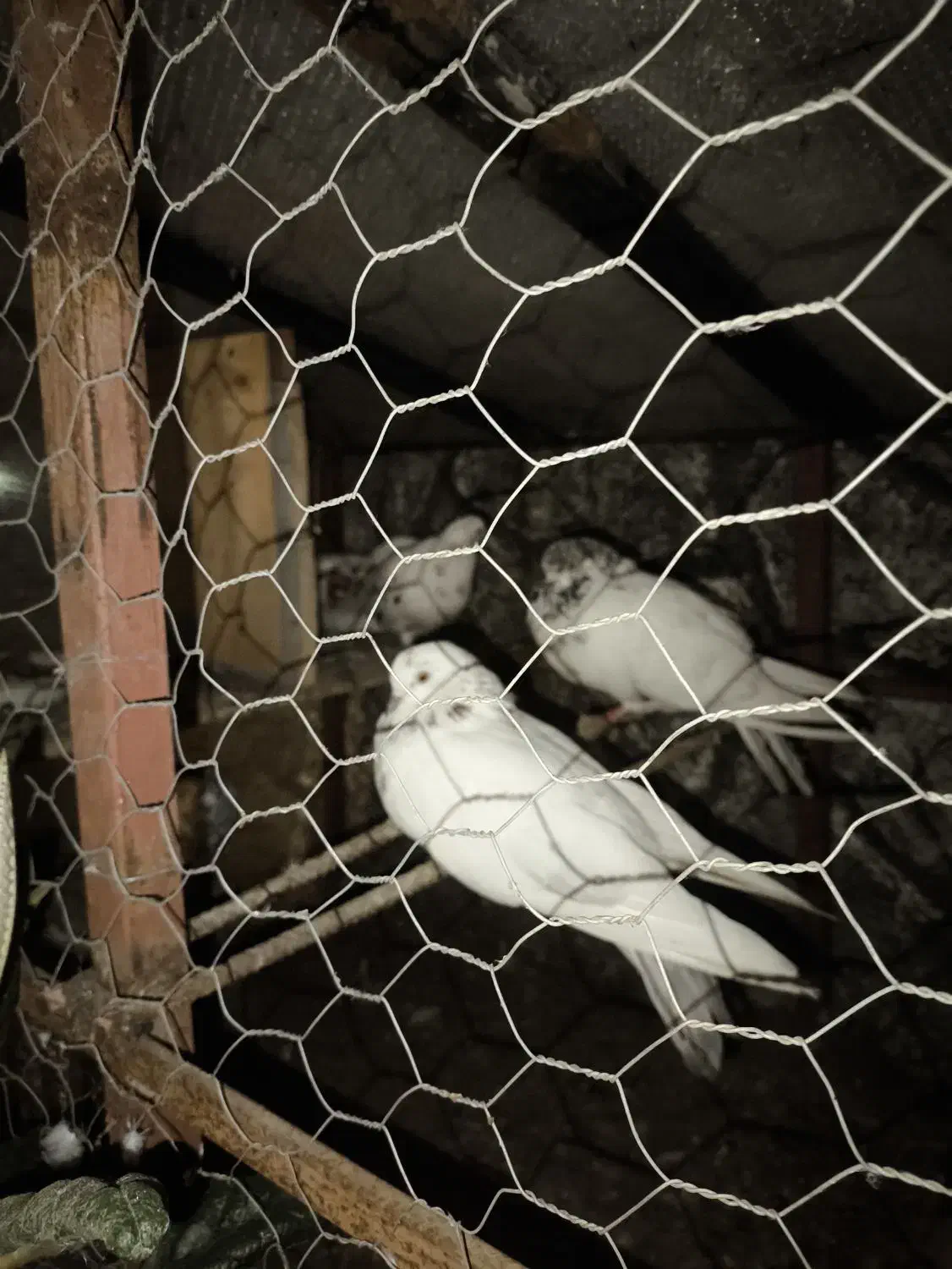 کبوتر پرشی|پرنده|ماسال, |دیوار