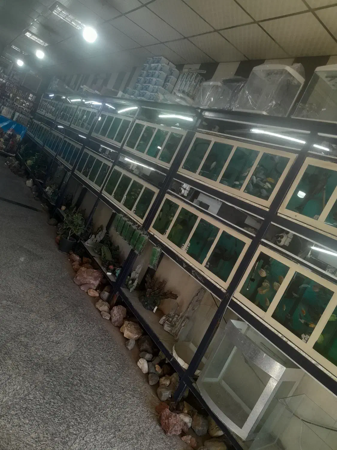 اکواریوم پلنت|ماهی|قم, نیروگاه|دیوار