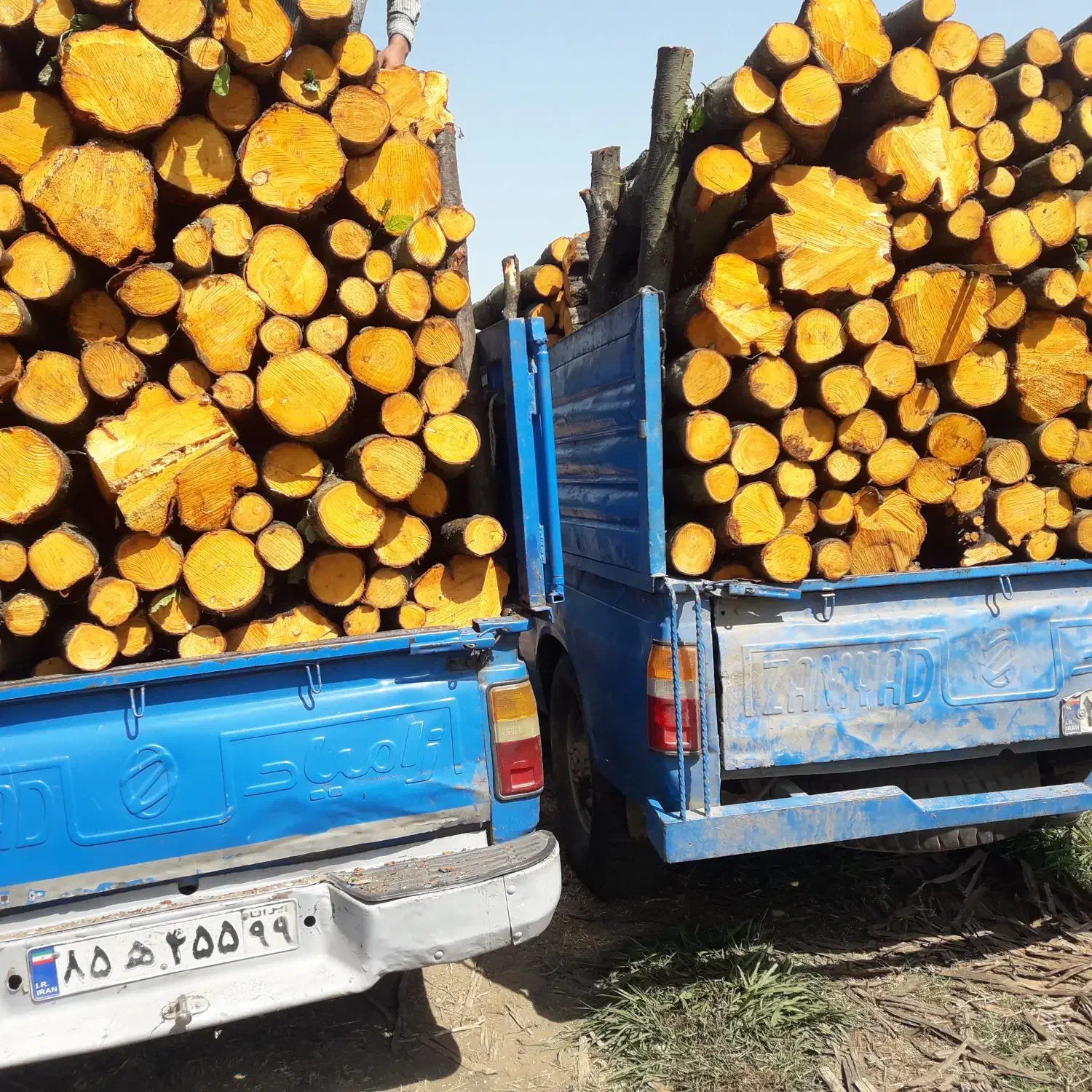 خریدار چوب و درختان|خدمات باغبانی و درختکاری|بندر انزلی, کارآموزی|دیوار