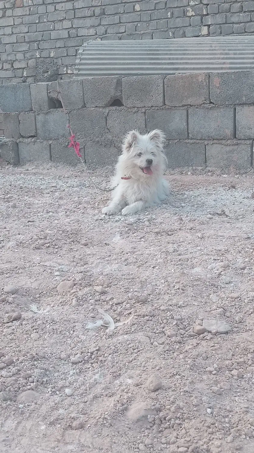 پامر نر|سگ|لنجان, |دیوار