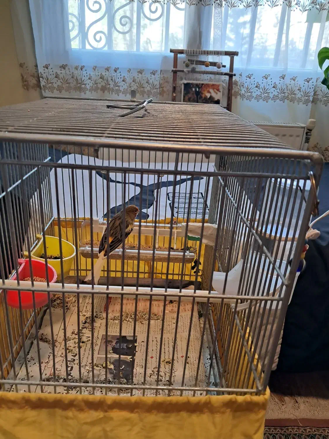 پرنده قناری|پرنده|پردیس, فاز ۴|دیوار