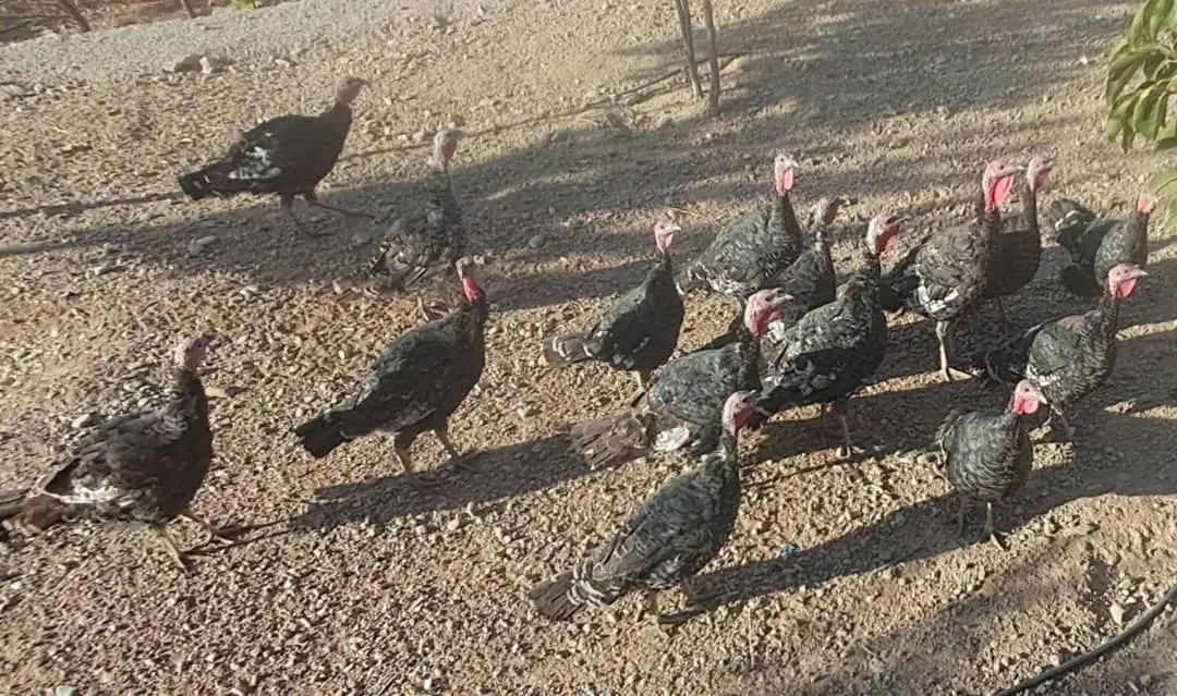 فروش بوقلمون|حیوانات مزرعه|ارژن, |دیوار