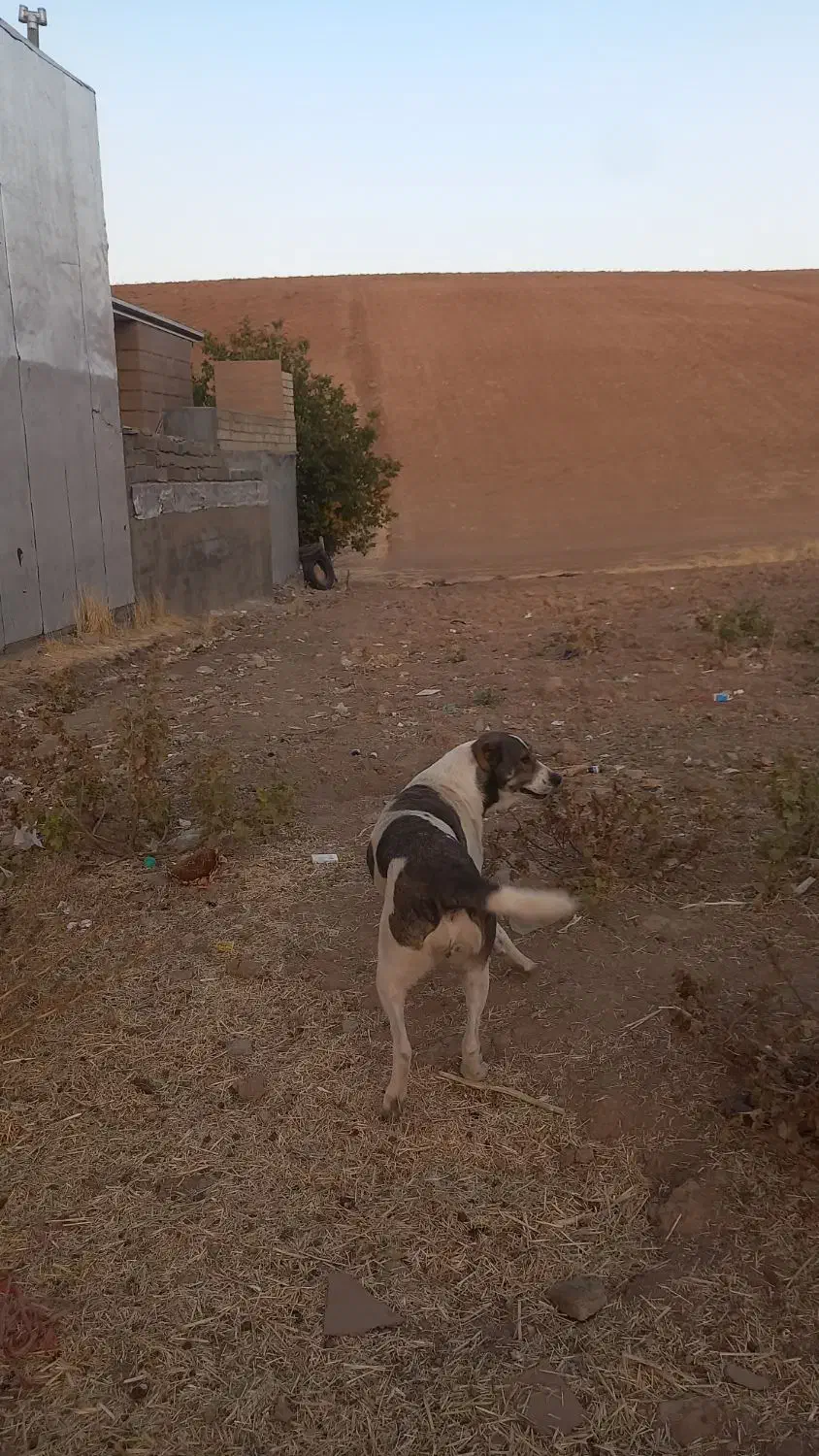 سگ ماده|سگ|فیروزآباد (لرستان), |دیوار