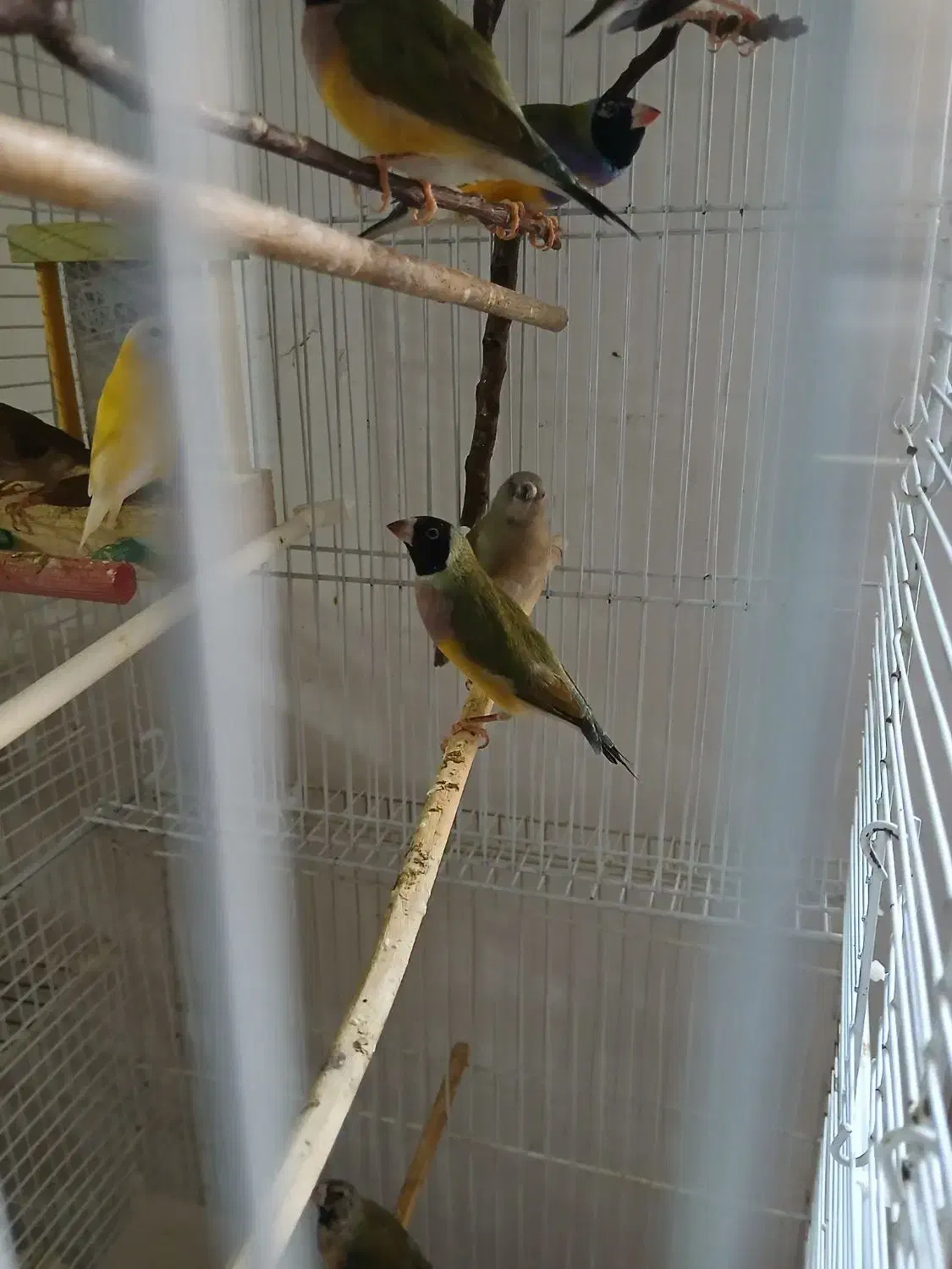 فنچ گلدین|پرنده|نیشابور, شهرک قدس|دیوار