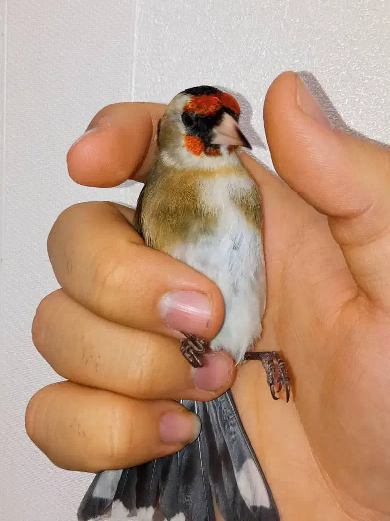 سهره چونه سفید خطی|پرنده|تهران, والفجر (افسریه)|دیوار