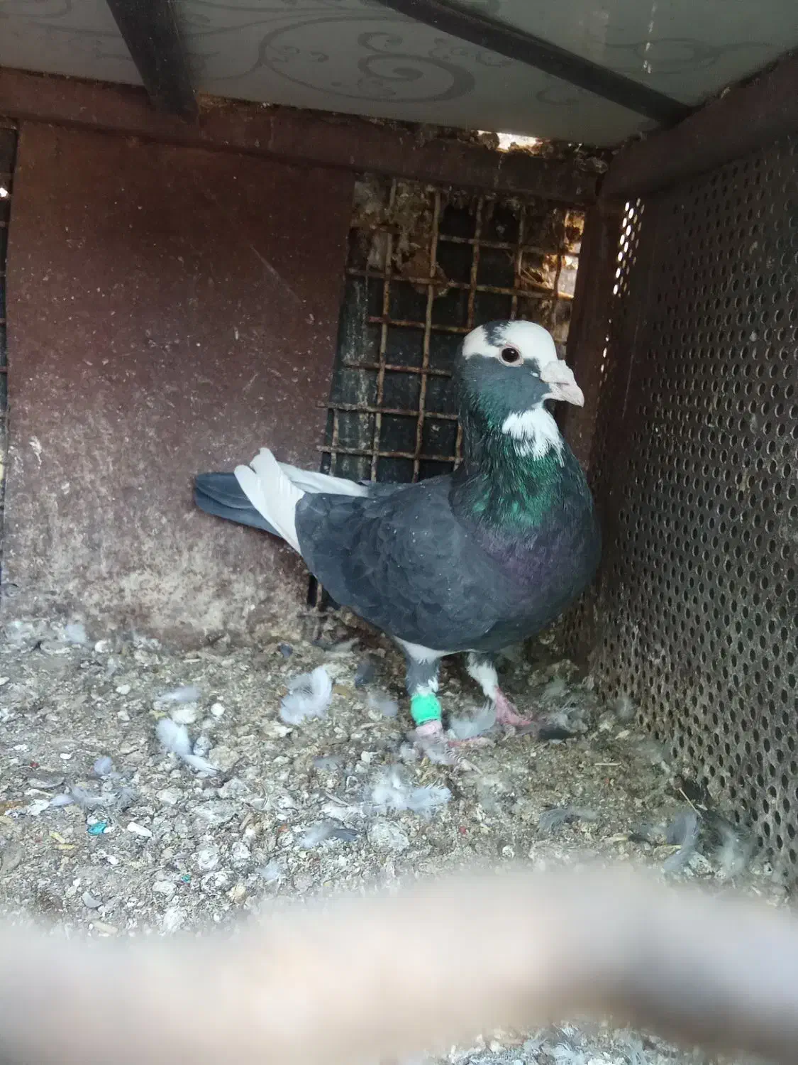 کفتر پلنگ سیا|پرنده|بیرجند, |دیوار