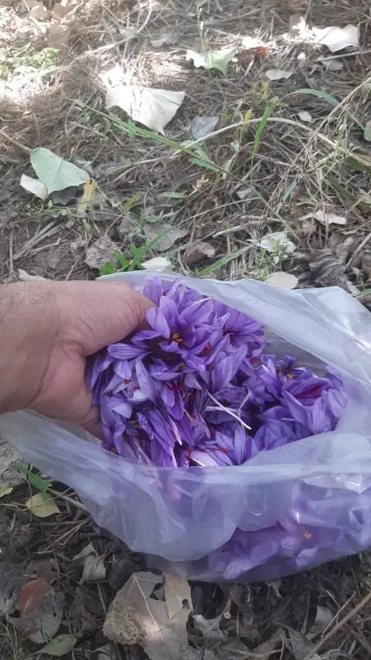 فروش گل زعفران از کشاورز|گل و گیاه طبیعی|سلیمان, |دیوار