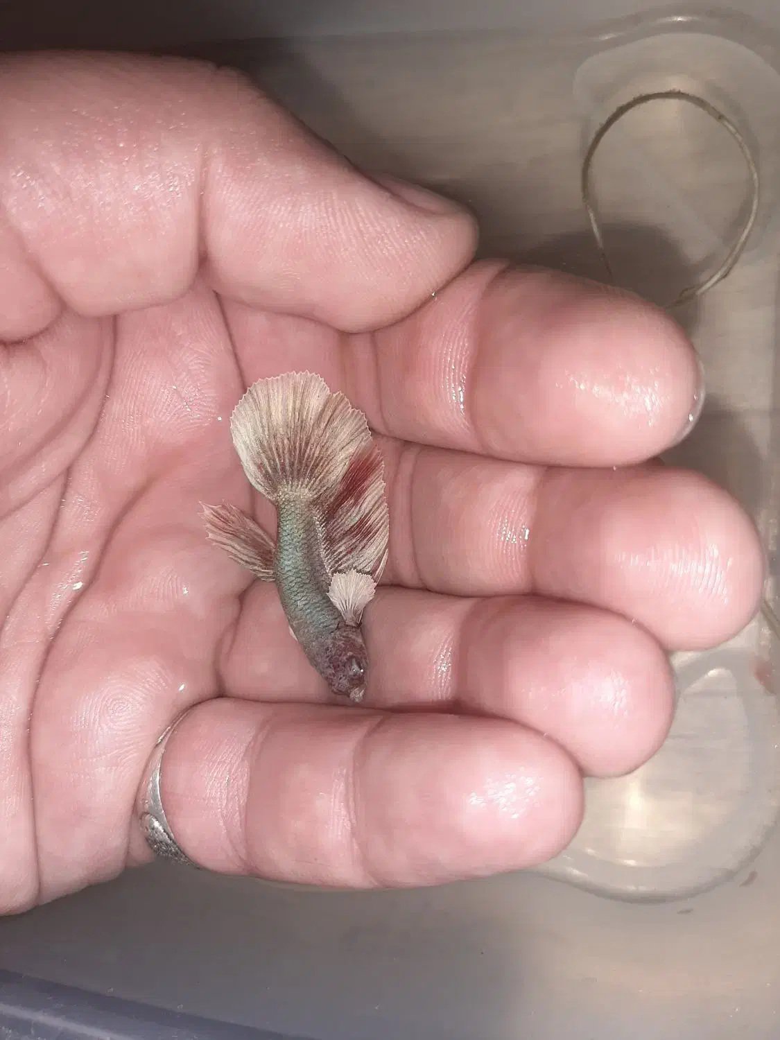 ماهی فایتر|ماهی|کرج, حصارک پایین|دیوار