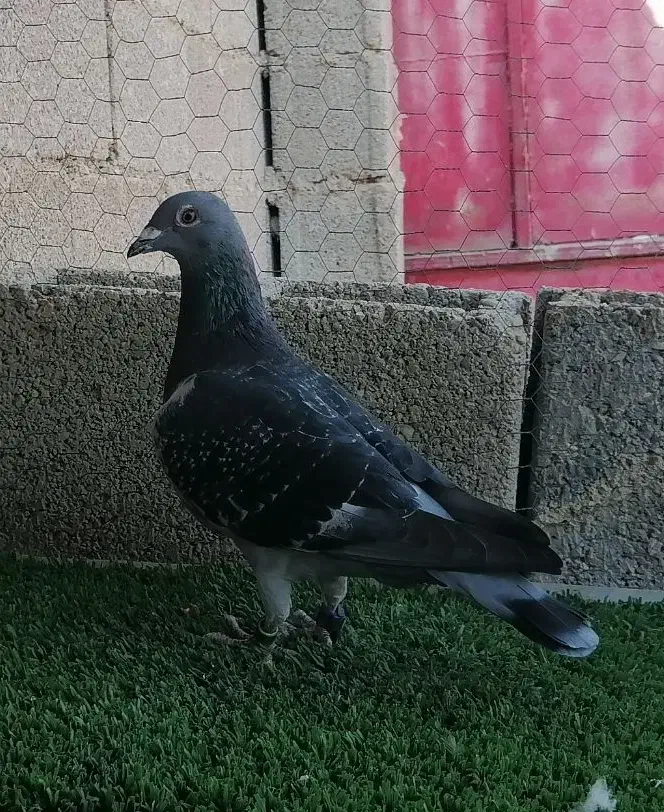 چاپی مسافت بلند|پرنده|برازجان, |دیوار