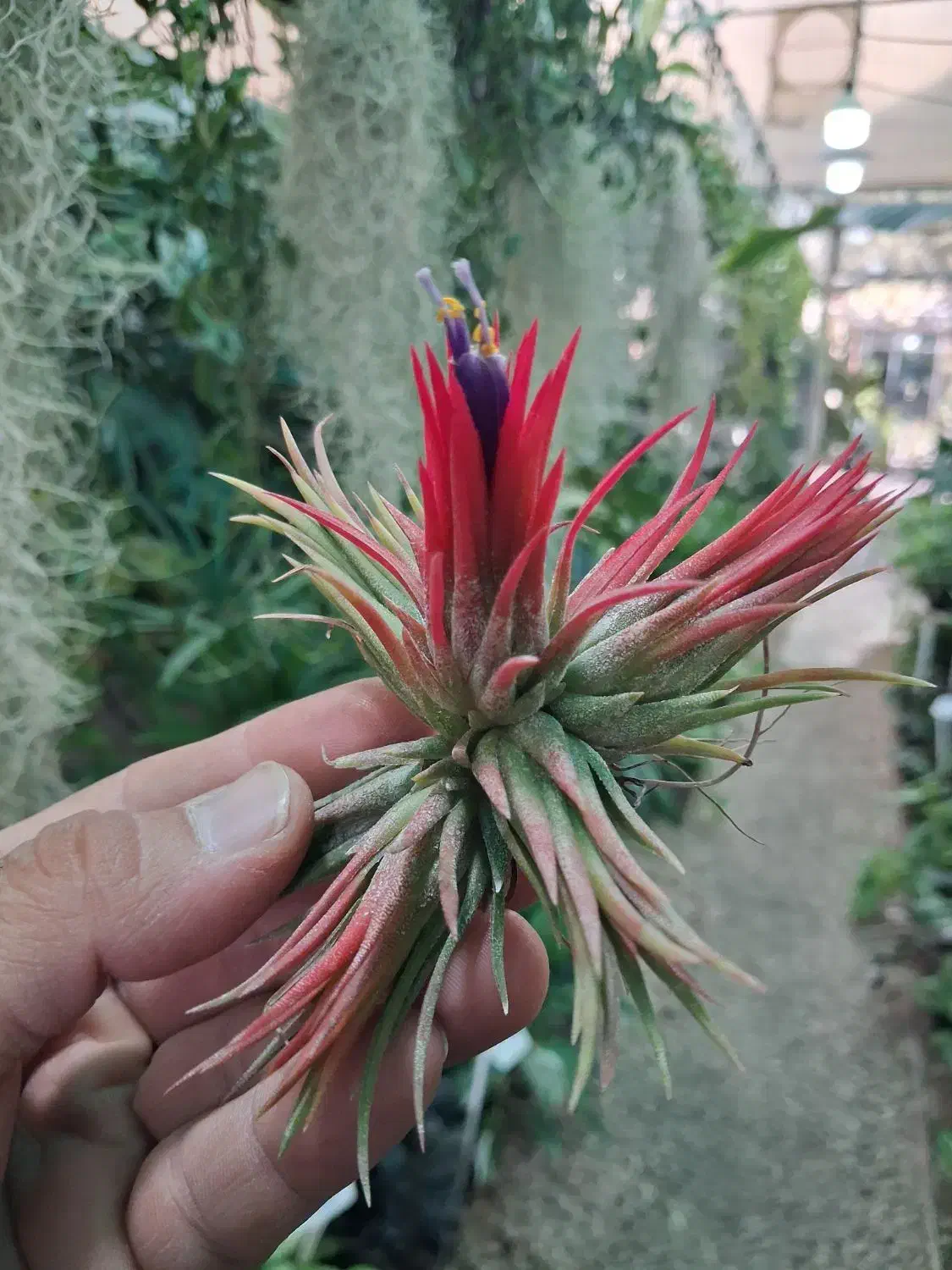 گیاهان هوازی آیونانتا خزه اسپانیایی لیندا|گل و گیاه طبیعی|مشهد, شهرک صنعتی توس|دیوار