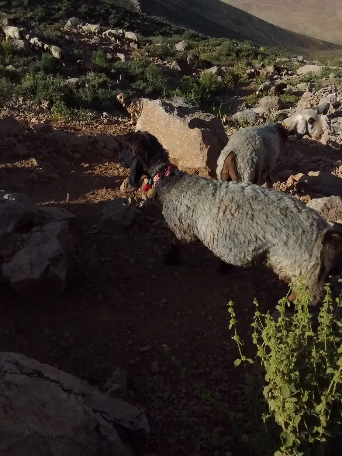 میش|حیوانات مزرعه|شوشتر, |دیوار