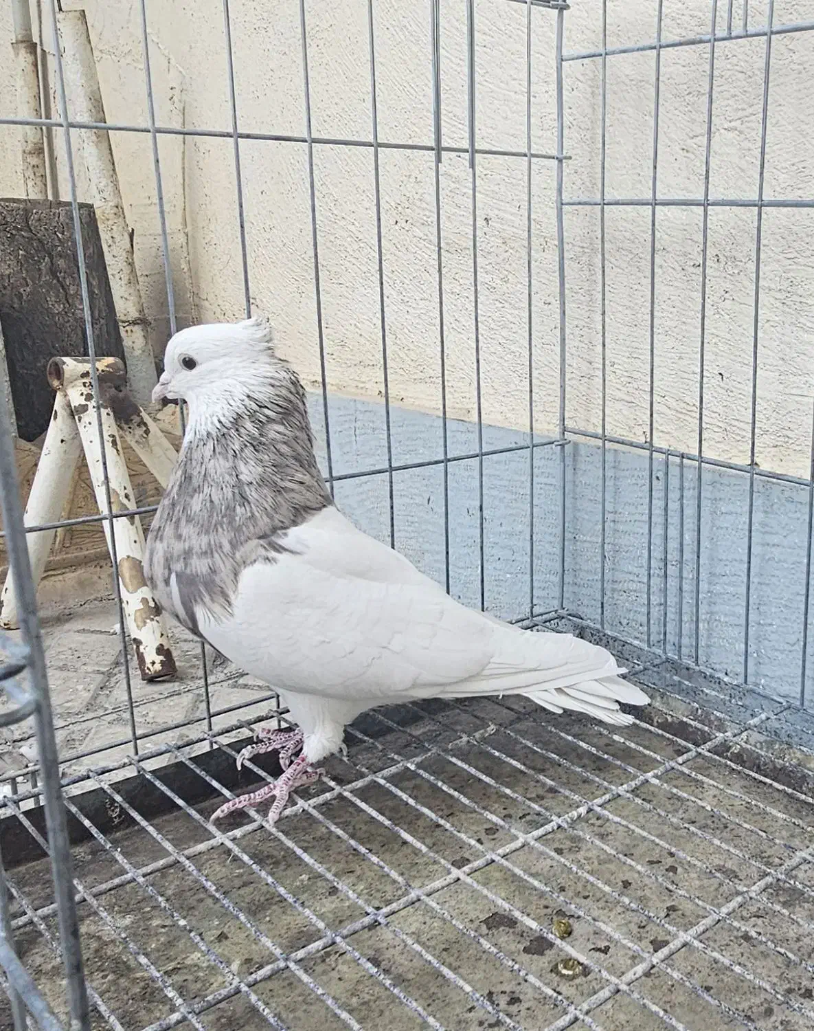 نراجری و ماده اجری خال سرکه ای|پرنده|کرمانشاه, |دیوار