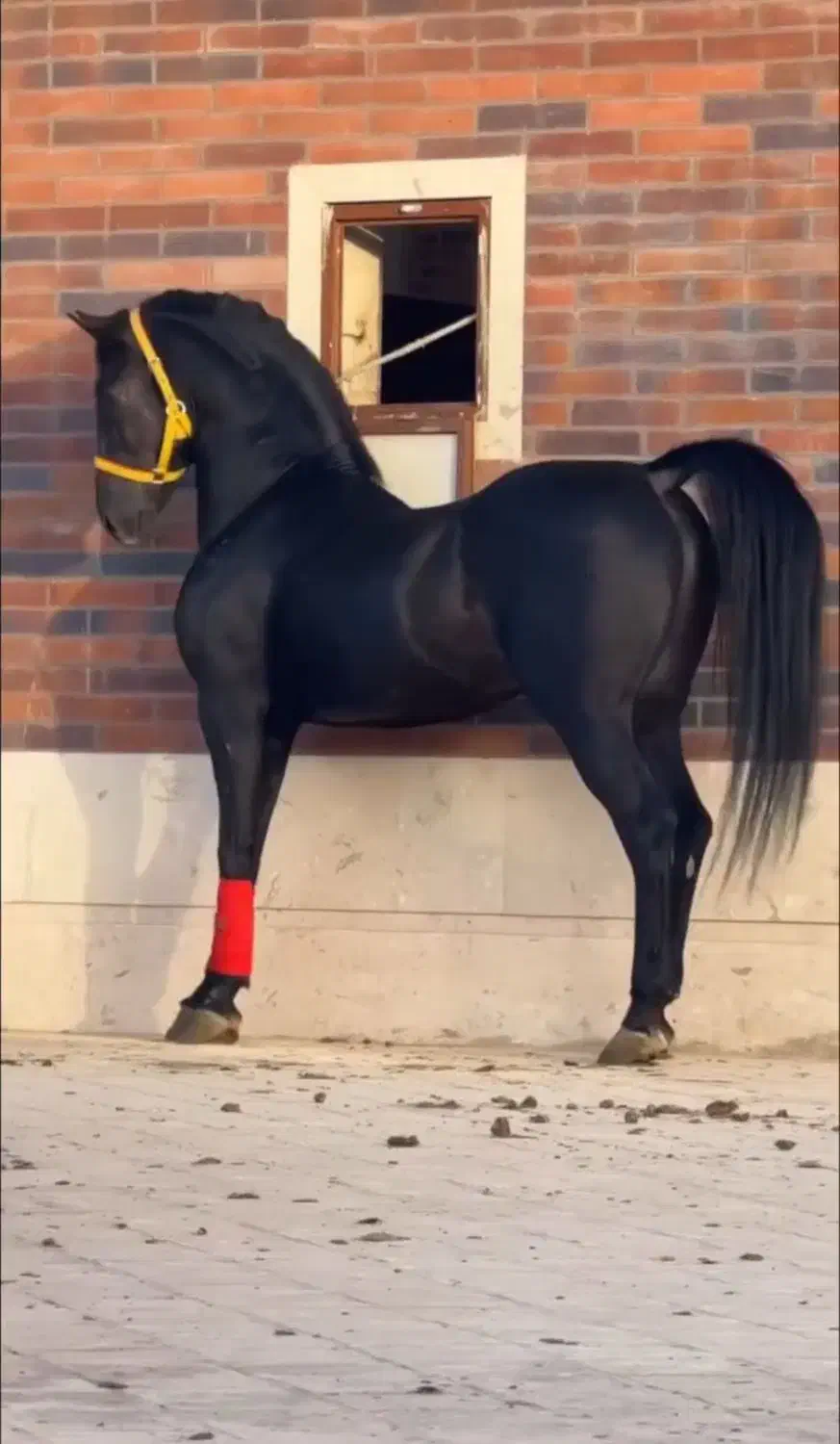 اسب|اسب و تجهیزات اسب‌سواری|لامرد, |دیوار