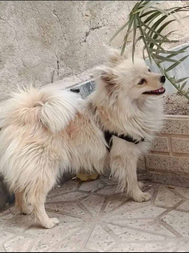 واگزاری سگ|سگ|قم, چهل اختران|دیوار