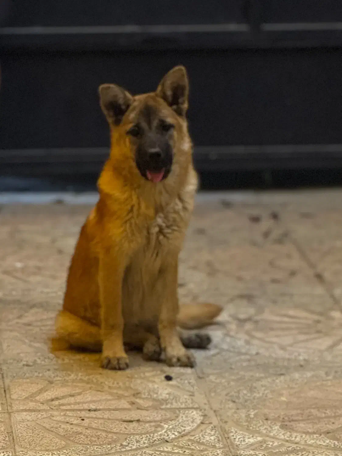 توله ژرمن تربیت شده ماده|سگ|تهران, سعیدآباد|دیوار