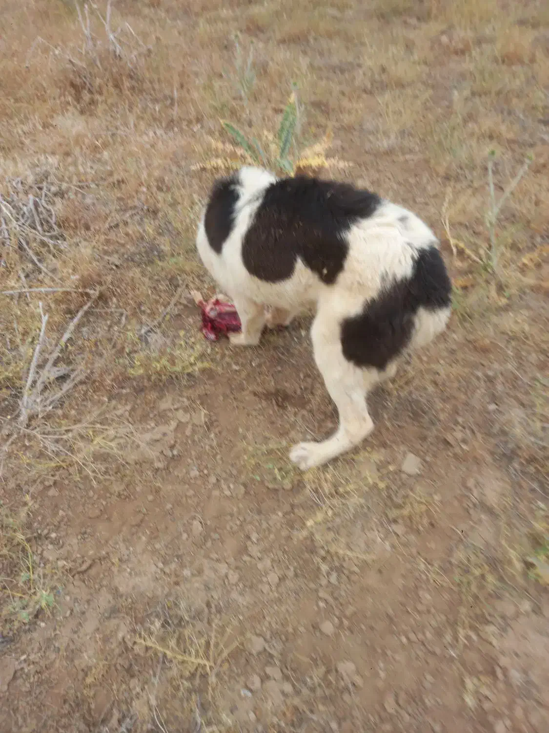 ماده یک ساله با ۲تاطوله نر|سگ|فرمهین, |دیوار