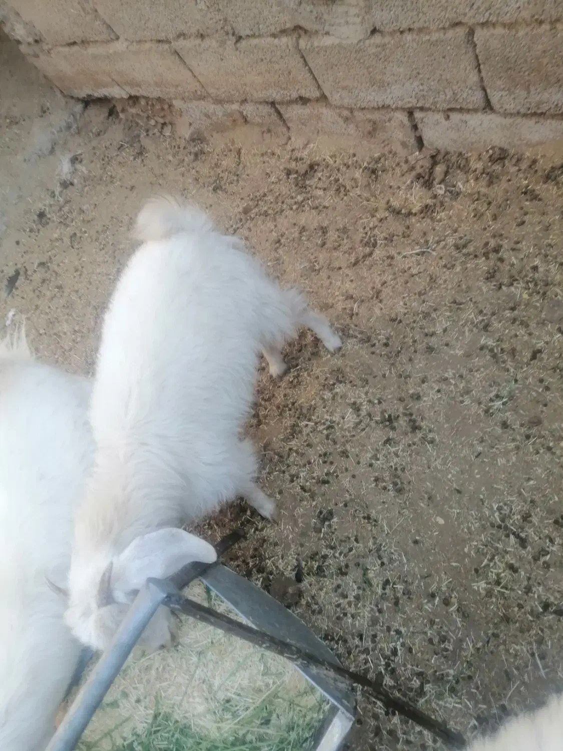 کره|حیوانات مزرعه|ماهان, |دیوار