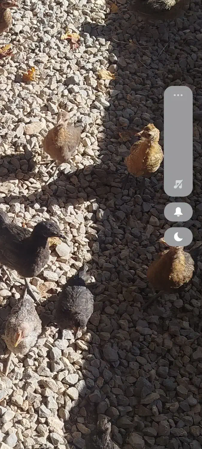 مرغ خروس جوجه مرغ|حیوانات مزرعه|یاسوج, |دیوار