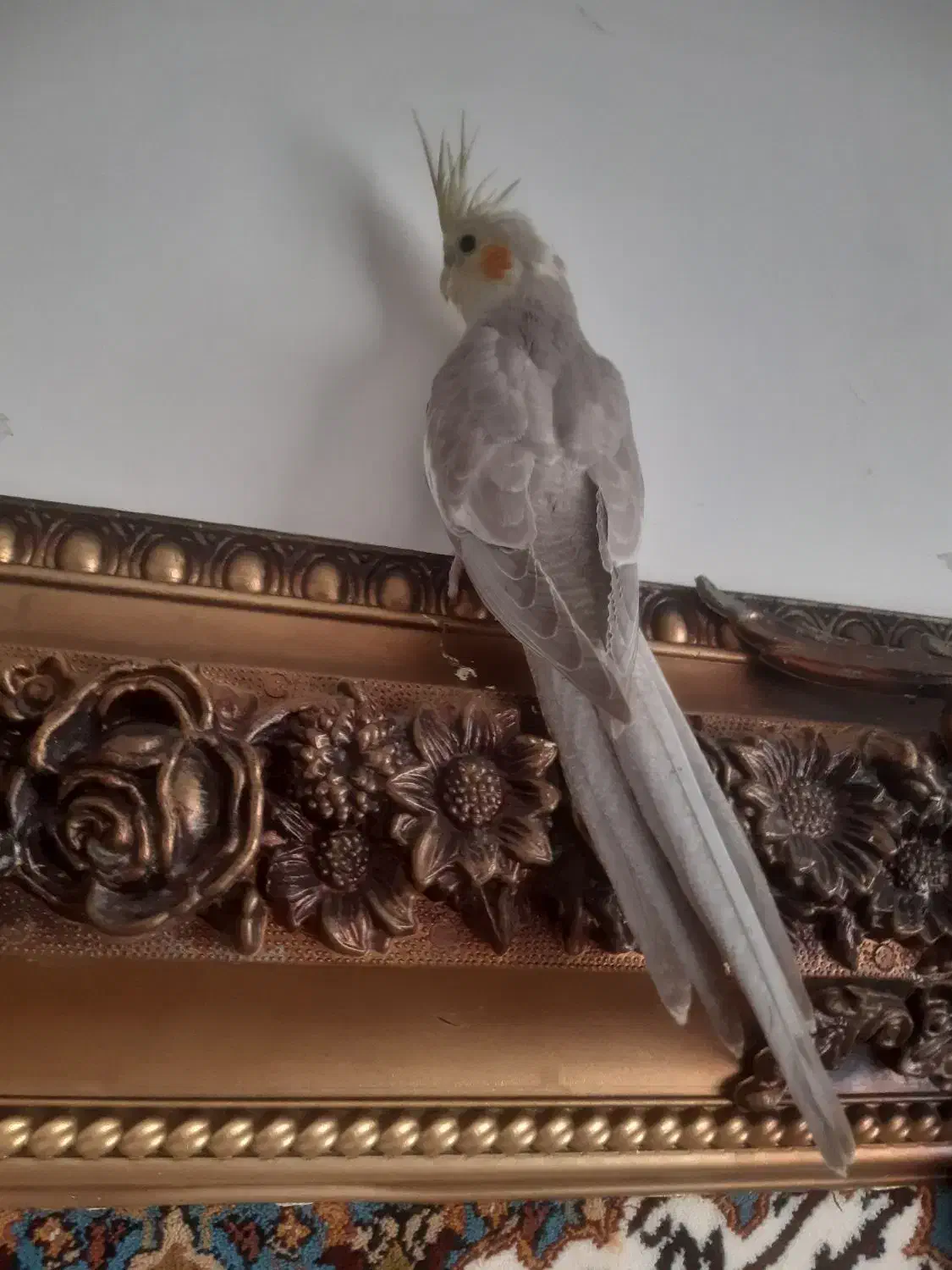 عروس هلندی نر جوان آماده|پرنده|پردیس, فاز ۳|دیوار