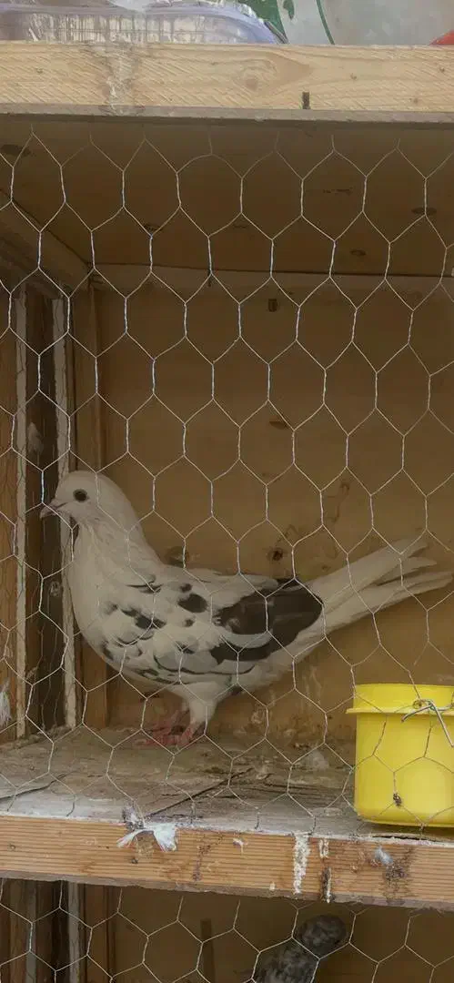 کبوتر پشتدار گم شده|حیوانات|تهران, آهنگ|دیوار