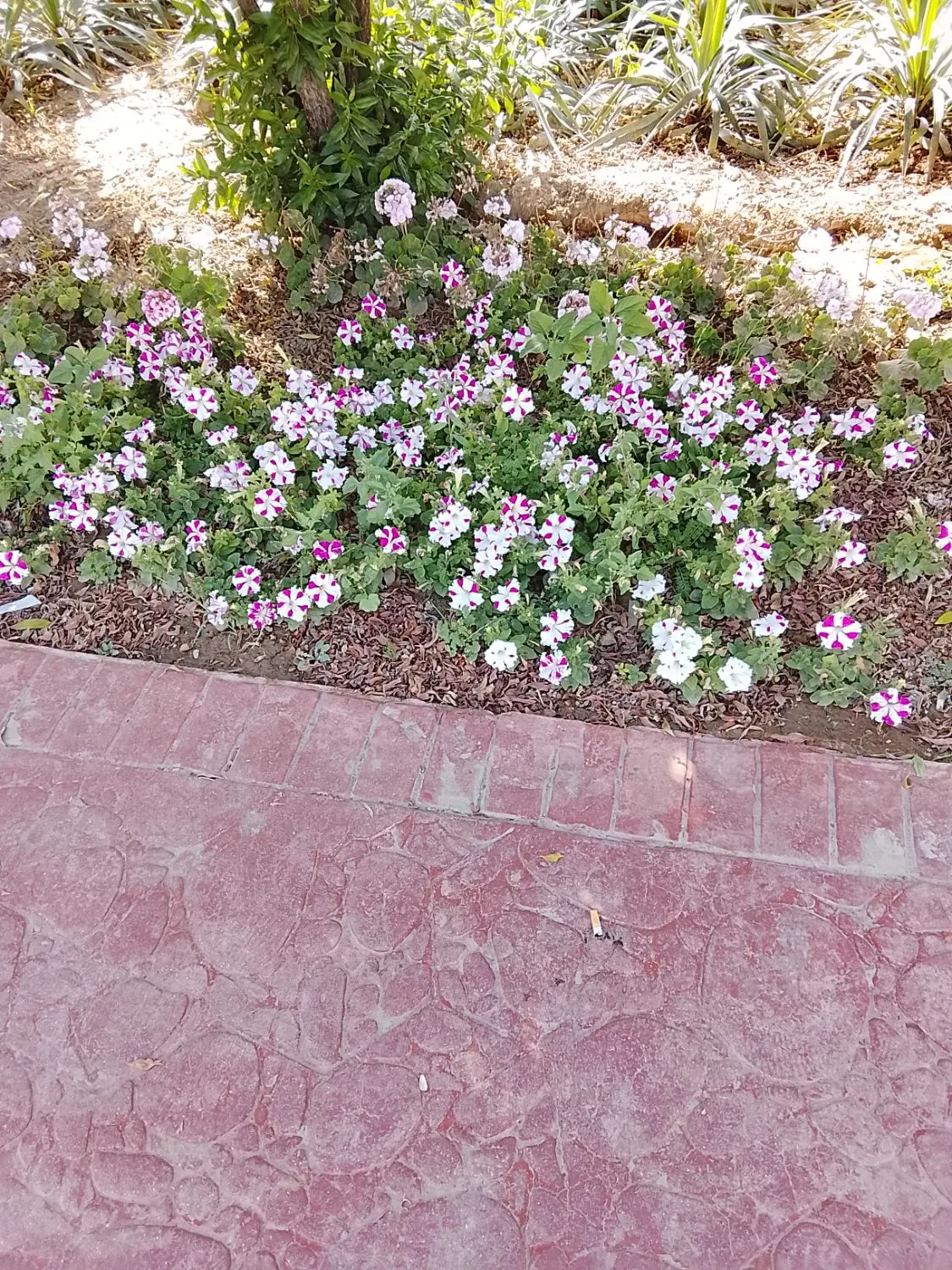 بادی.|گل مصنوعی|دزفول, |دیوار
