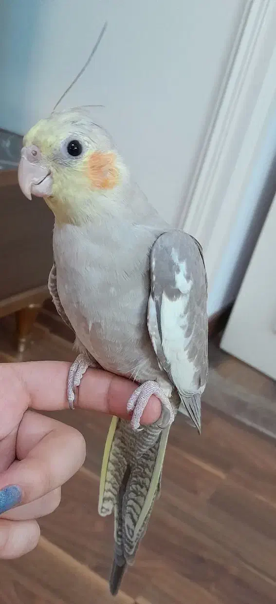 ماده فول رام|پرنده|بابل, |دیوار