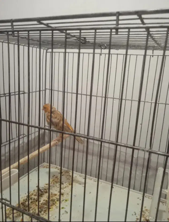 ماده قناری مست|پرنده|کرمان, |دیوار