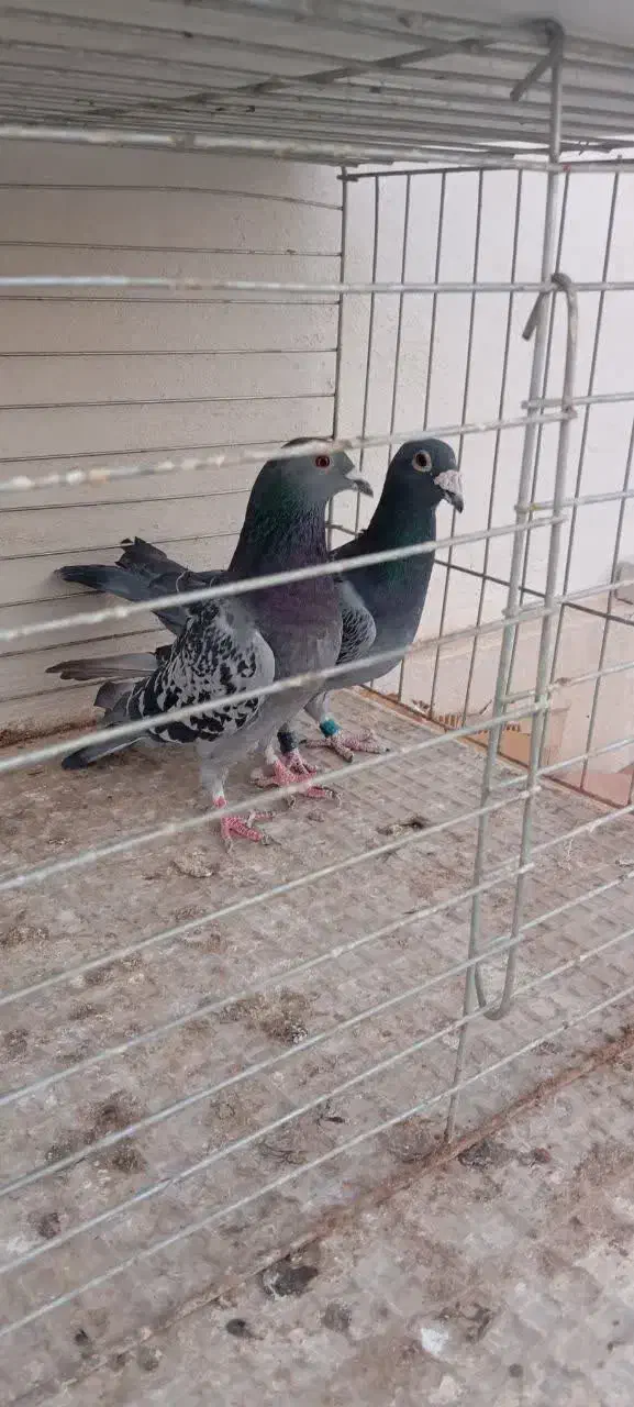 کبوتر فروشی|پرنده|یزد, |دیوار