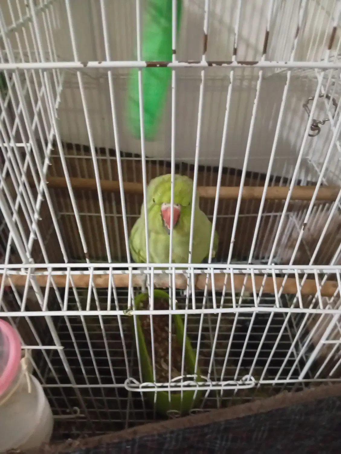 طوطی ملنگوه ماده|پرنده|ایذه, |دیوار