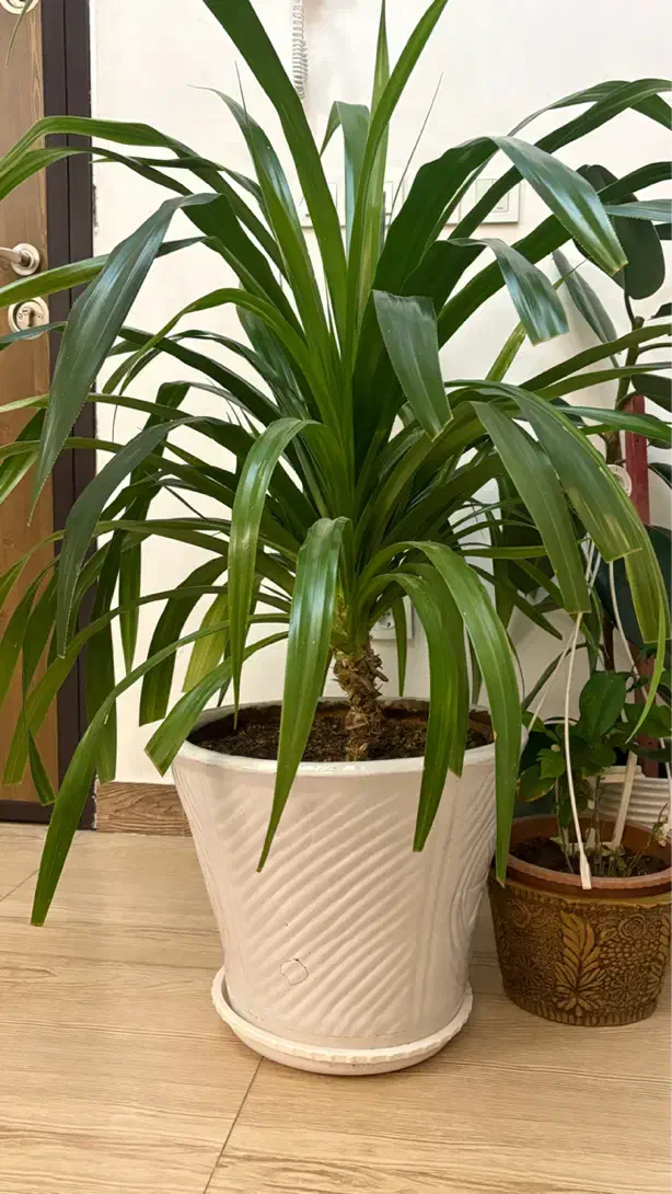 گل پاندانوس|گل و گیاه طبیعی|تبریز, |دیوار