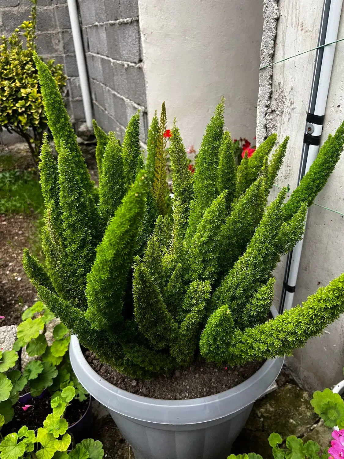 گل دم روباه|گل و گیاه طبیعی|رشت, حومه رشت|دیوار