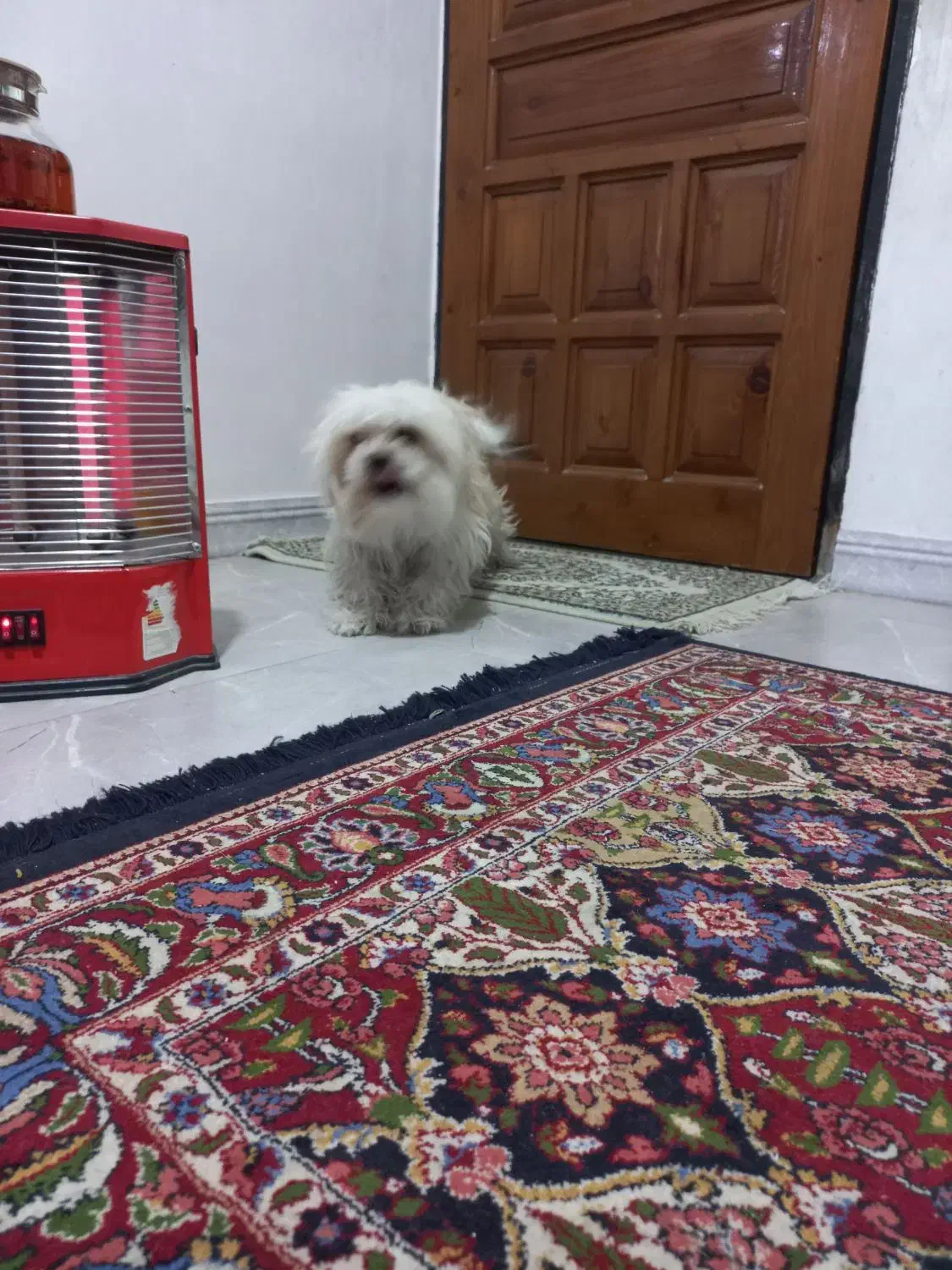 سگ اشپیز  میکس واقعا مهربا ودوست داشتنی|سگ|پاکدشت, پاکدشت (مامازند)|دیوار