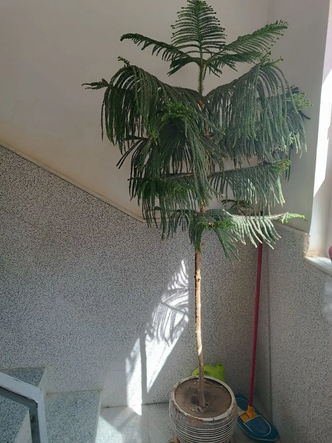 کل مطبق سرحال|گل و گیاه طبیعی|قم, پردیسان|دیوار