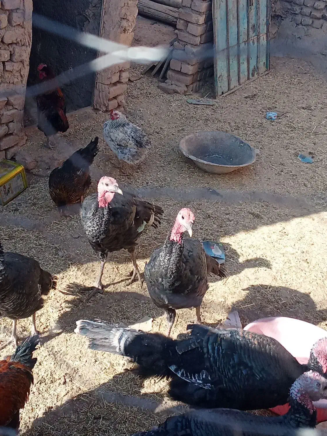 بوقلمون|حیوانات مزرعه|نیشابور, مازول|دیوار