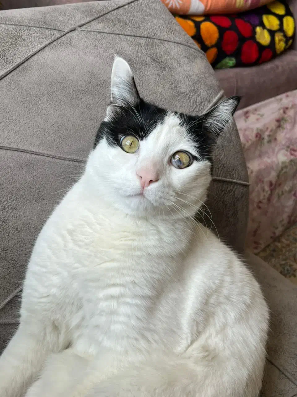 واگذاری رایگان گربه|گربه|شاهین‌شهر, مسکن مهر|دیوار