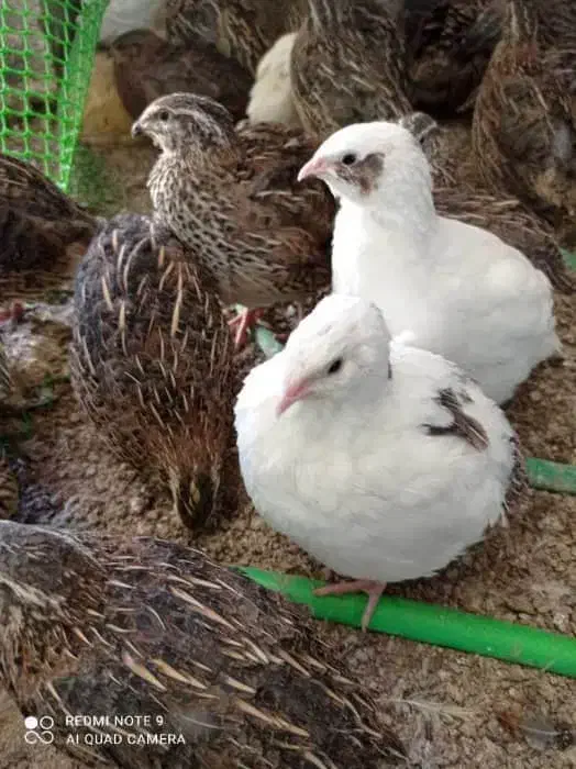 تخم نطفه دار بلدرچین گوشتی و تخم گذار|حیوانات مزرعه|آشخانه, |دیوار