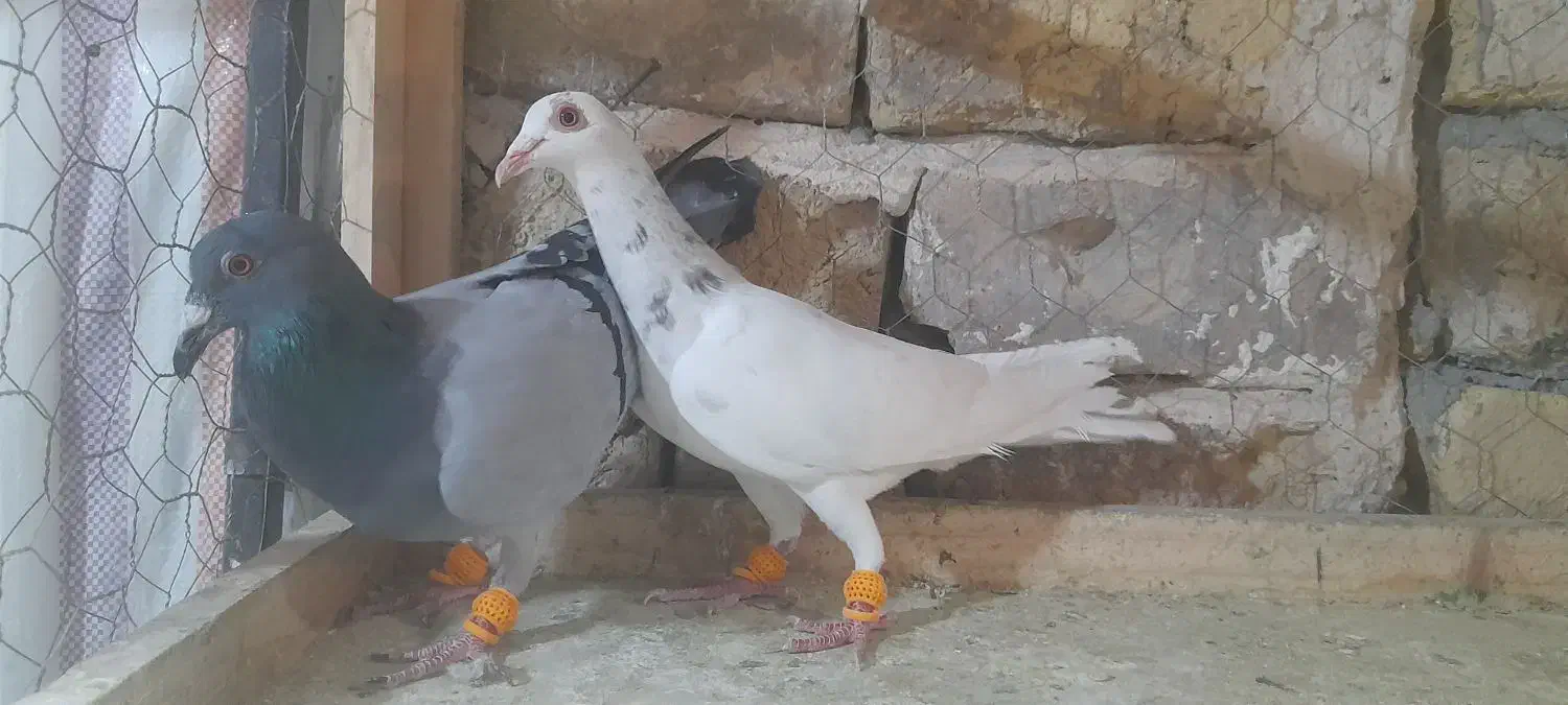 کبوتر نرو ماده خطی|پرنده|الوند, |دیوار