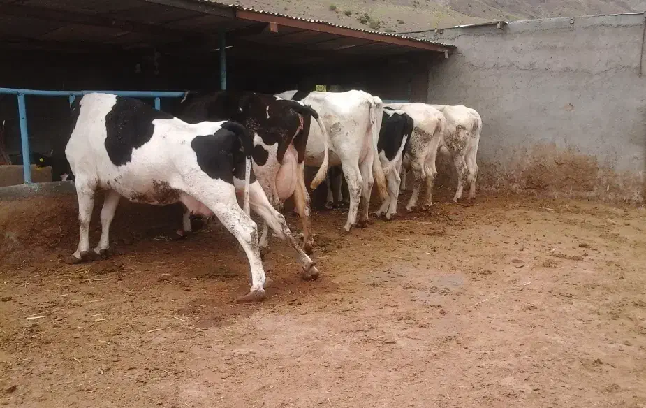 ماده گاو گوشتی و داشتی|حیوانات مزرعه|بیرجند, |دیوار