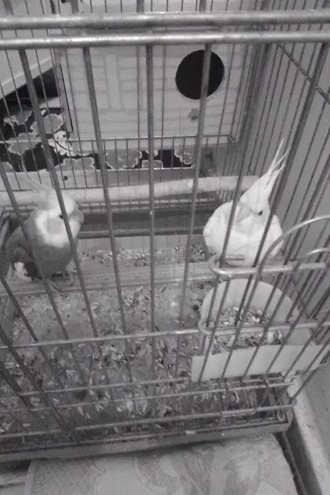 باسلام عروس هلندی مولد وسه عدد تخم|پرنده|ری, شهادت|دیوار