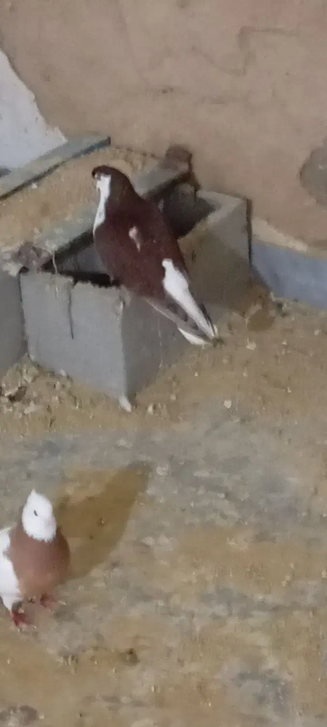 کبوتر|پرنده|شوشتر, |دیوار