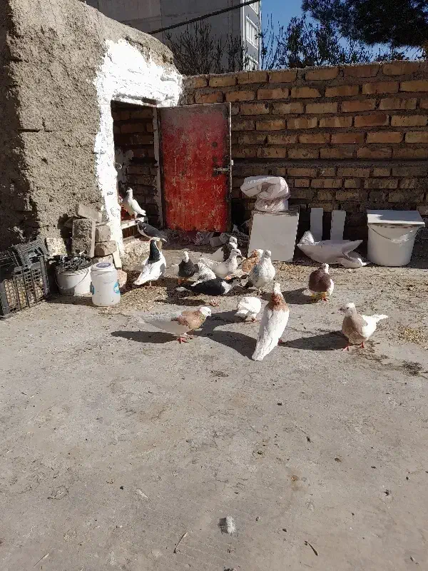 کبوتر|پرنده|نیشابور, بلوار گلها|دیوار