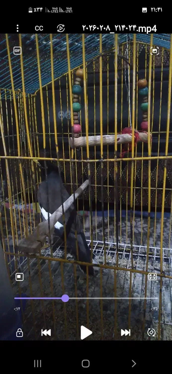 مینا|پرنده|تایباد, |دیوار