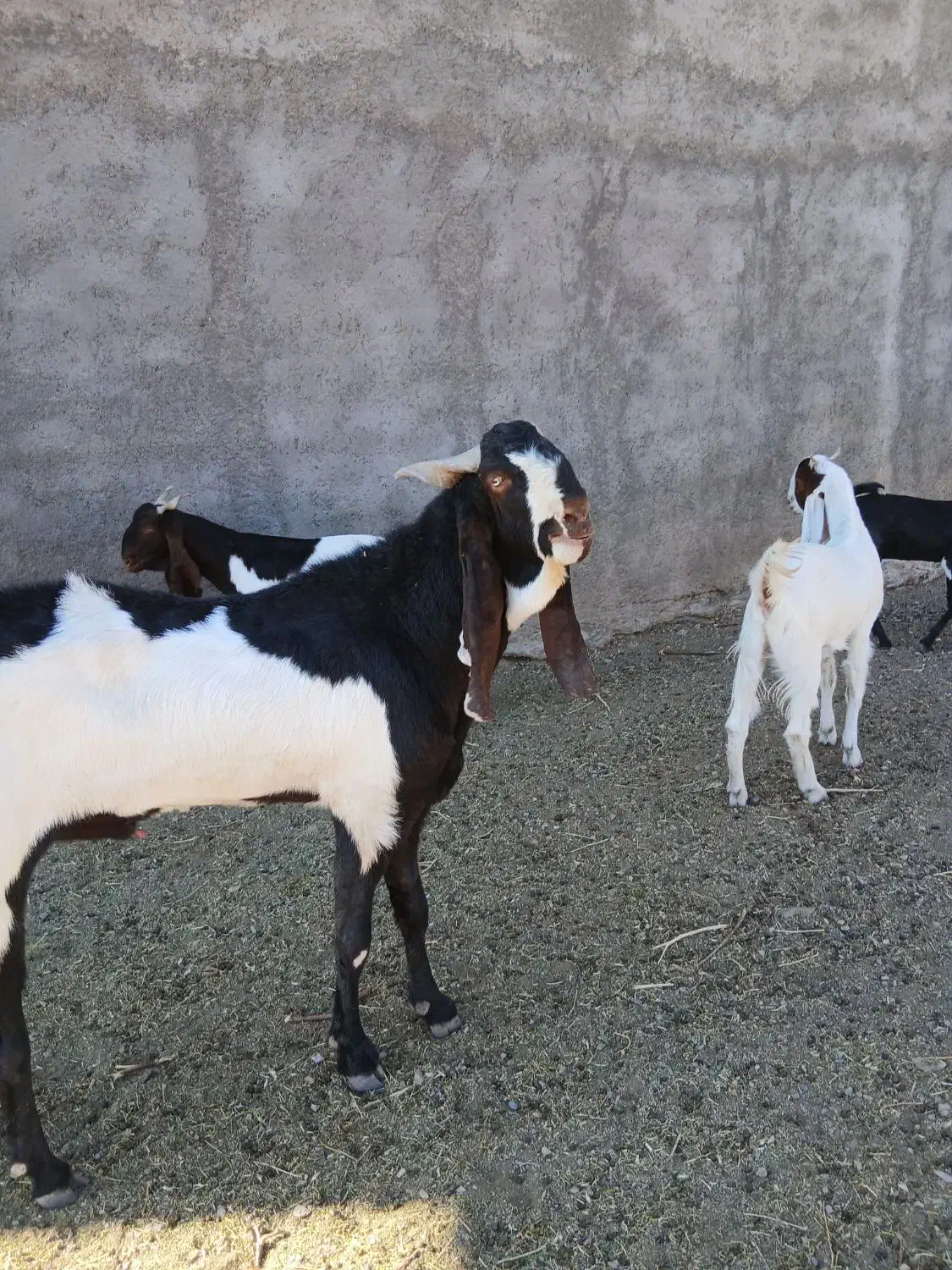 تکه پنجابی|حیوانات مزرعه|باخزر, |دیوار