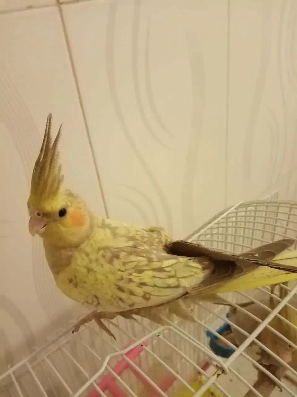 5 تا عروس هلندی بسیار زیبا|پرنده|کاشان, شهرک خاتم الانبیا (مسکن ملی کاشان)|دیوار