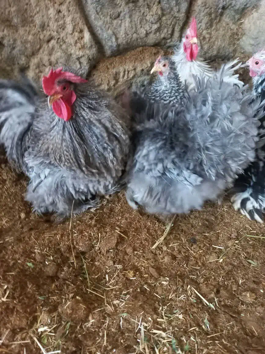 تخم نطفه دار کوشین و ابریشمی|حیوانات مزرعه|خمینیشهر, |دیوار